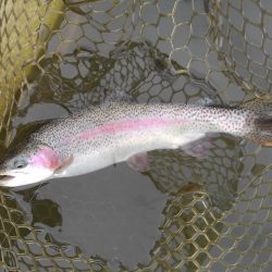 大安トラウトレイク釣果